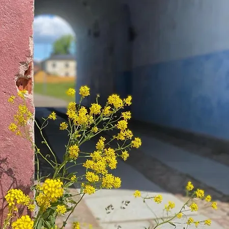 بيت شباب Suomenlinna